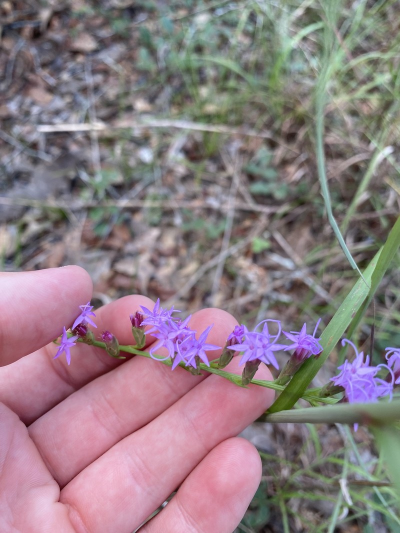 Liatris pauciflora var. pauciflora photo 5