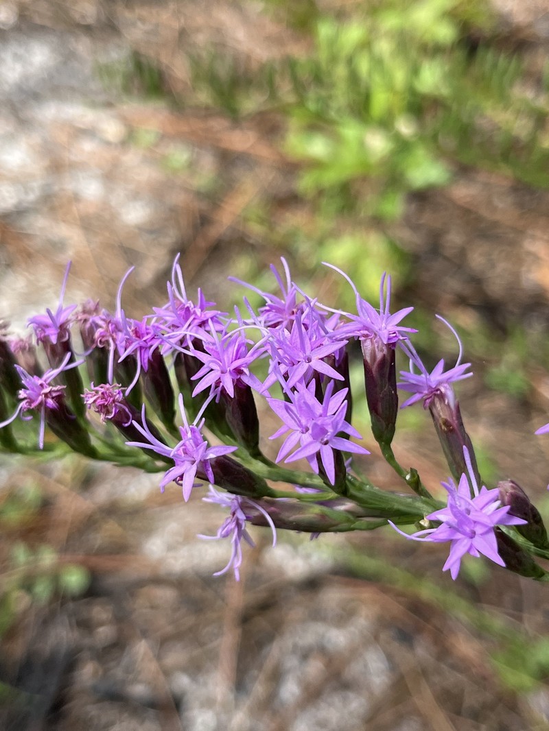 Liatris pauciflora var. pauciflora photo 6