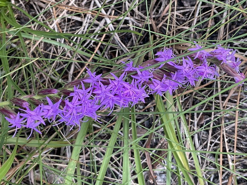 Liatris pauciflora var. pauciflora photo 8
