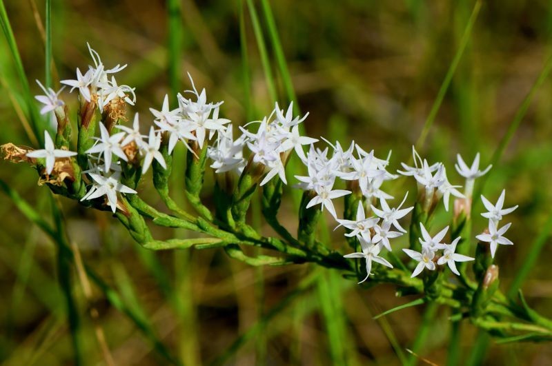 Liatris pauciflora var. secunda