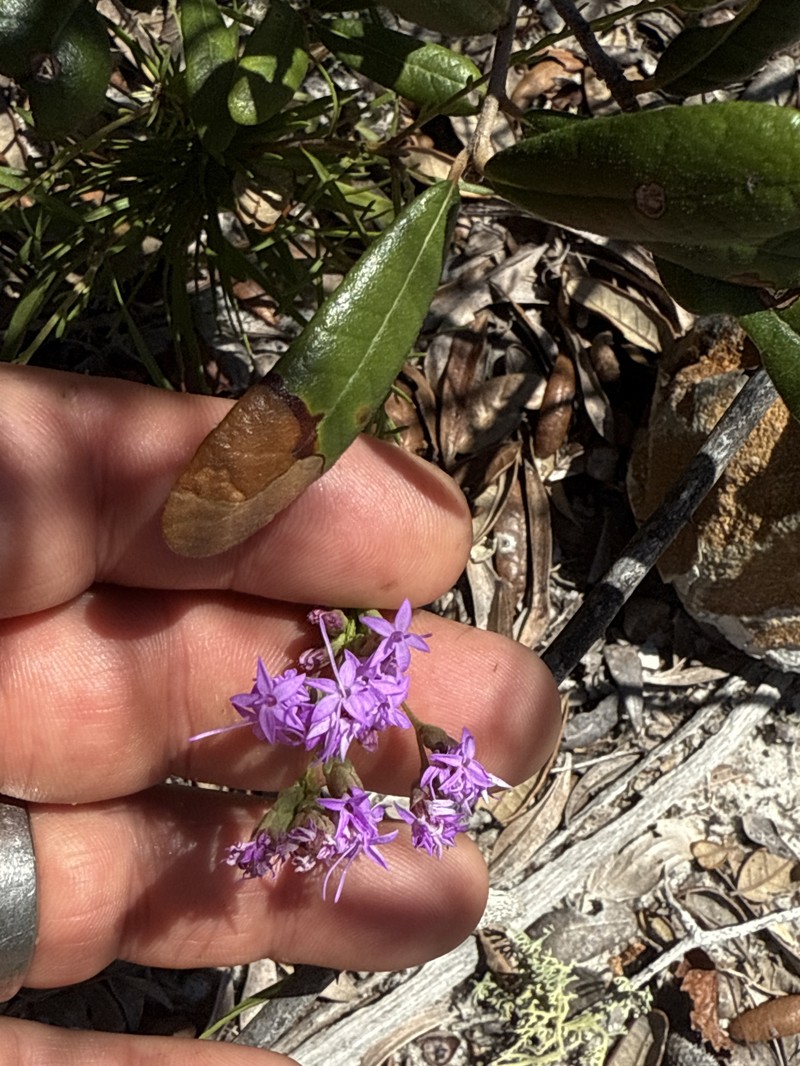 Liatris pauciflora var. secunda photo 2