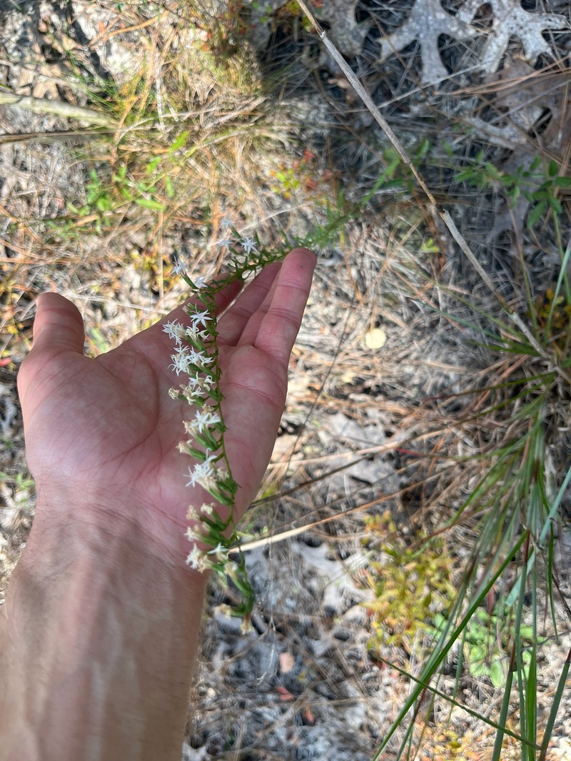 Liatris pauciflora var. secunda photo 3