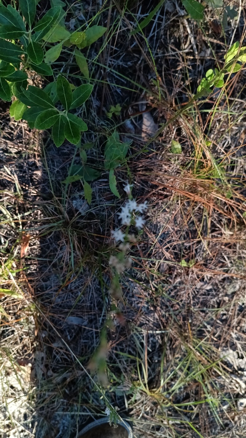 Liatris pauciflora var. secunda photo 4