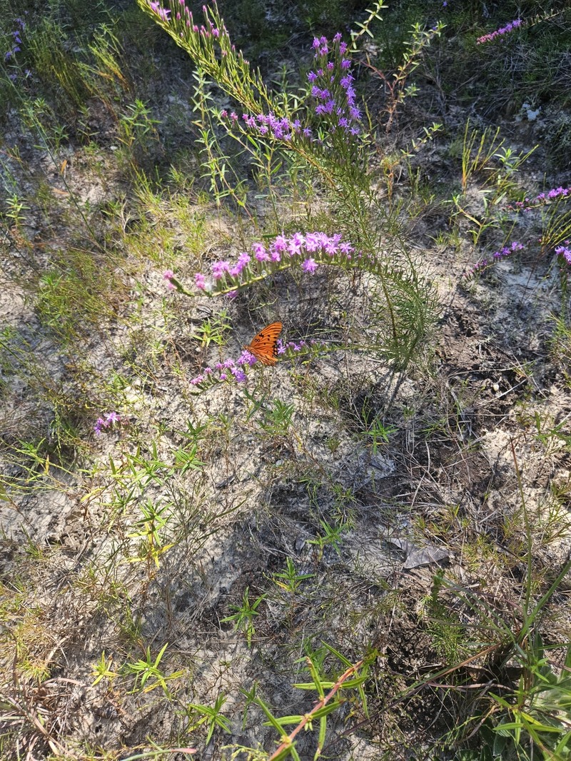 Liatris pauciflora var. secunda photo 5