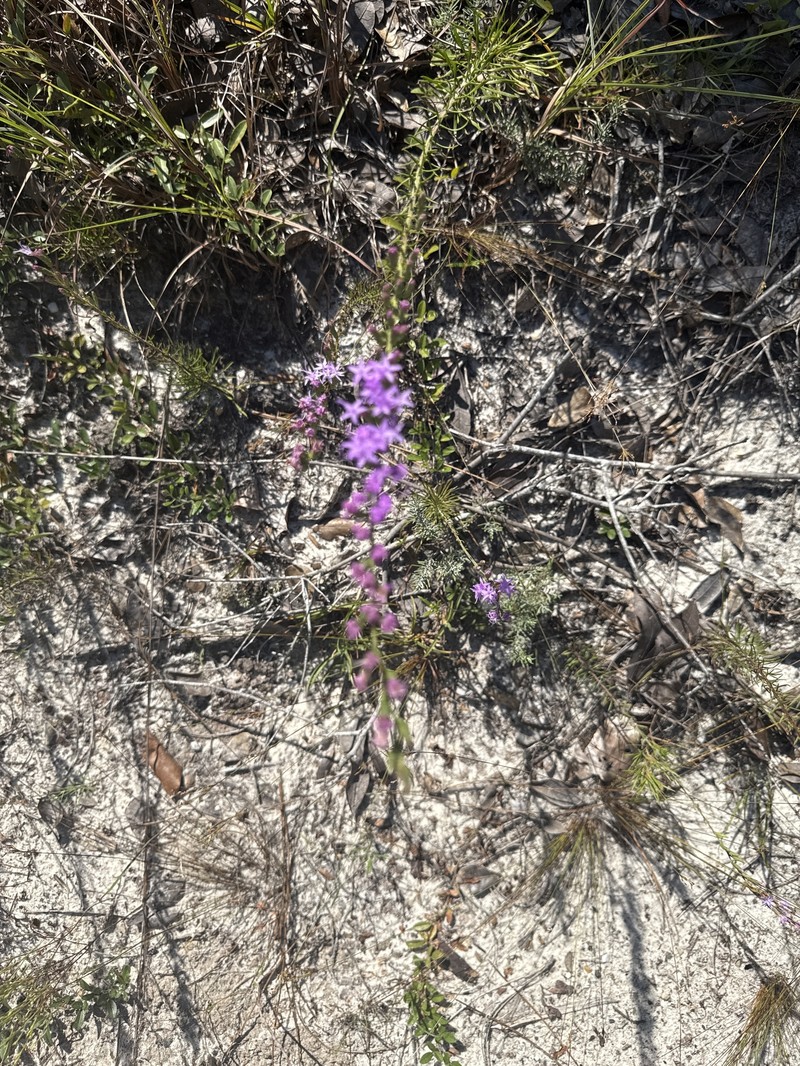 Liatris pauciflora var. secunda photo 7
