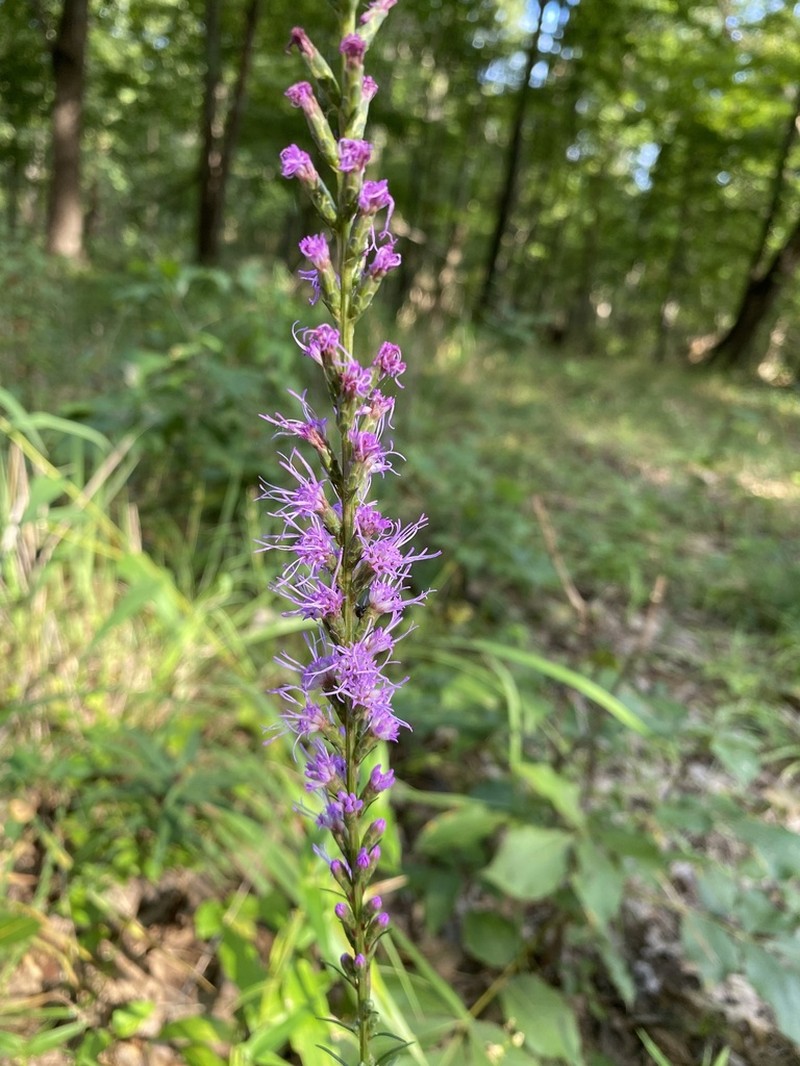 Shaggy Blazing Star