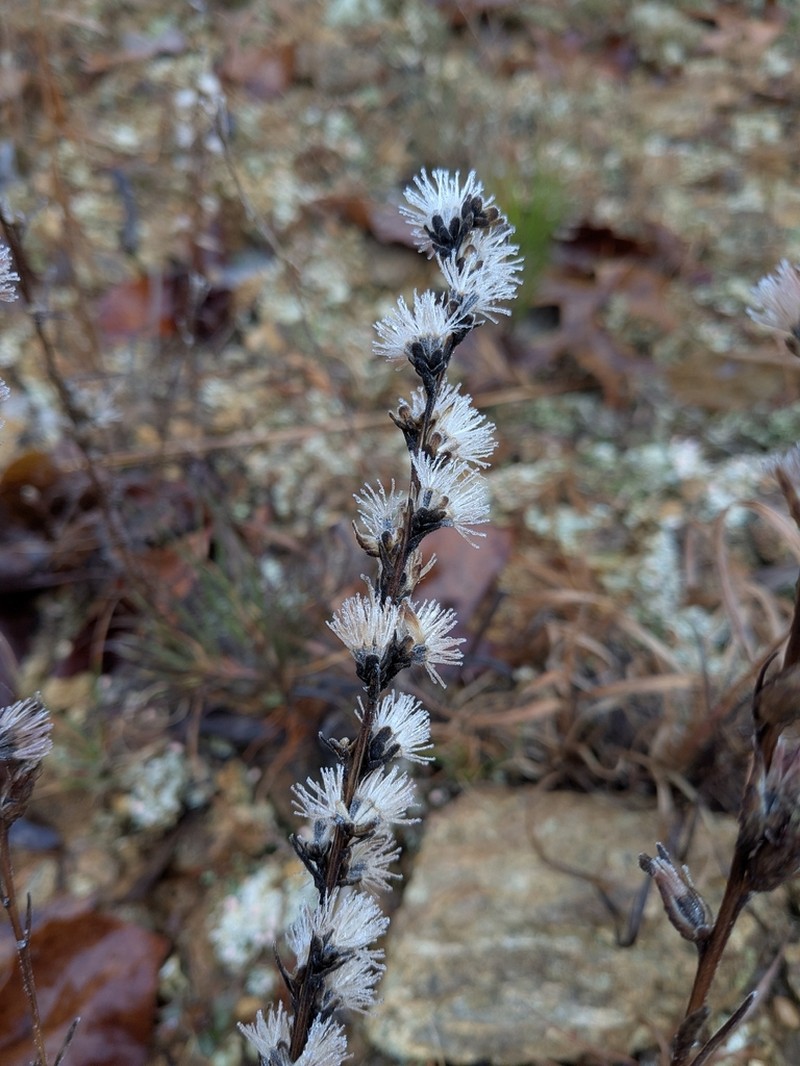 Shaggy Blazing Star photo 2