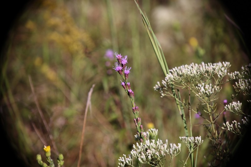Shaggy Blazing Star photo 3