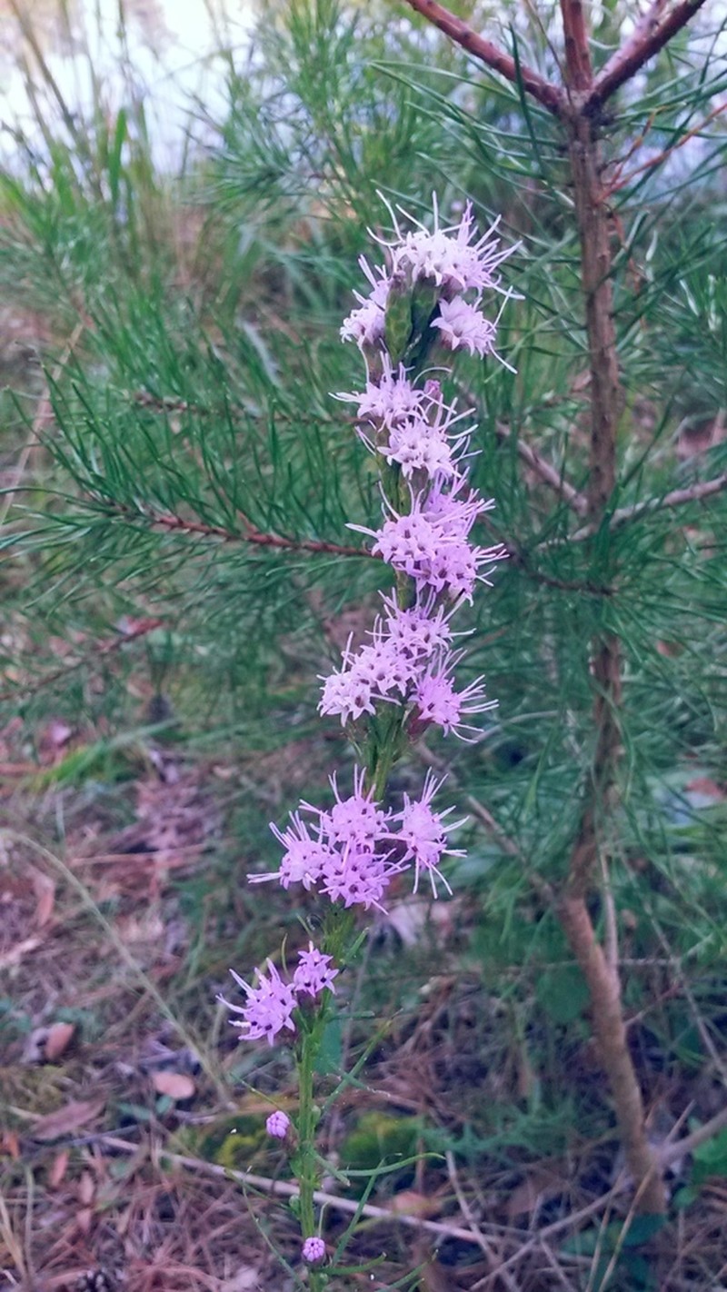 Shaggy Blazing Star photo 4
