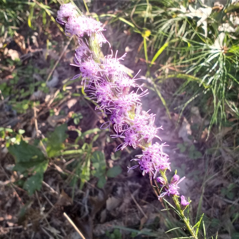 Shaggy Blazing Star photo 5