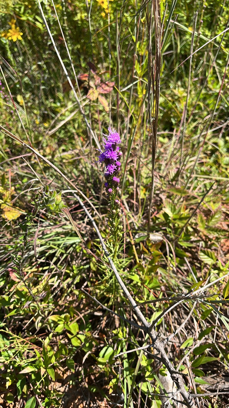 Shaggy Blazing Star photo 6