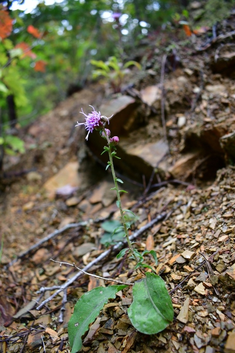 Shaggy Blazing Star photo 7