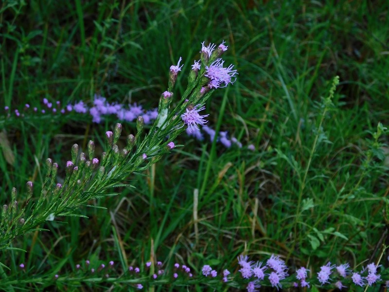 Shaggy Blazing Star photo 8