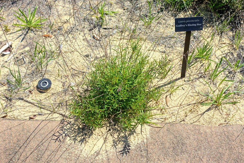 Godfrey's Blazing Star