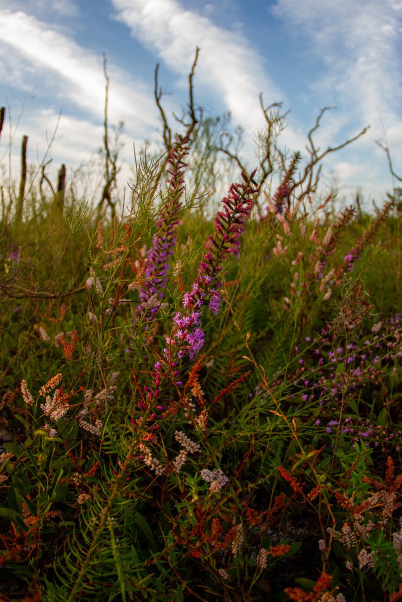 Godfrey's Blazing Star