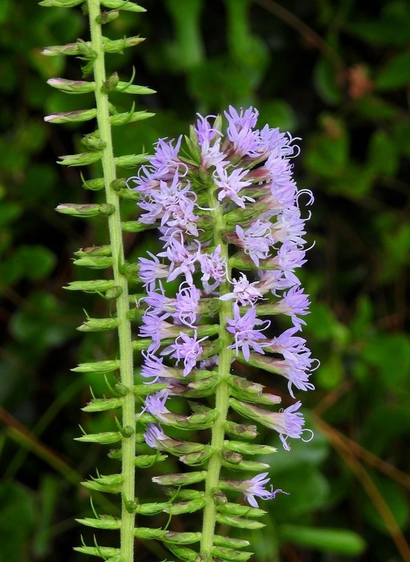 Godfrey's Blazing Star photo 2