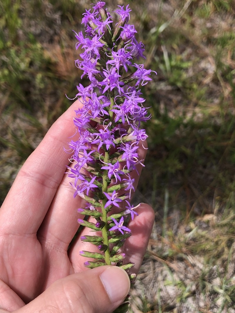 Godfrey's Blazing Star photo 3