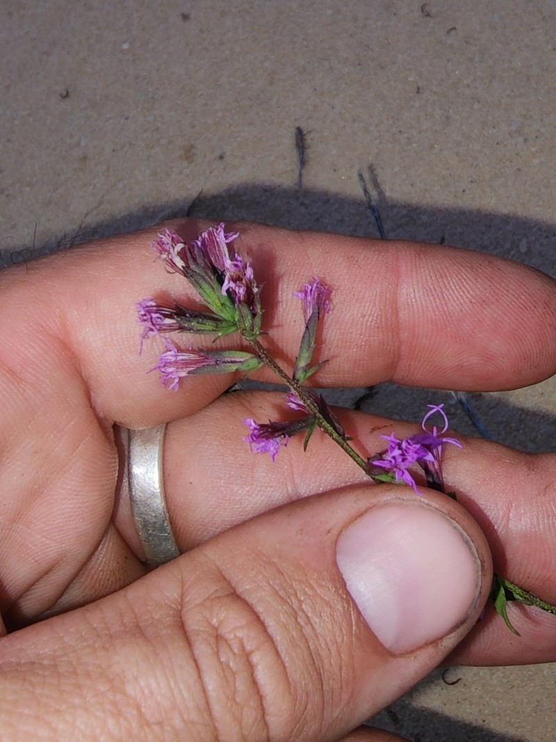 Godfrey's Blazing Star photo 5