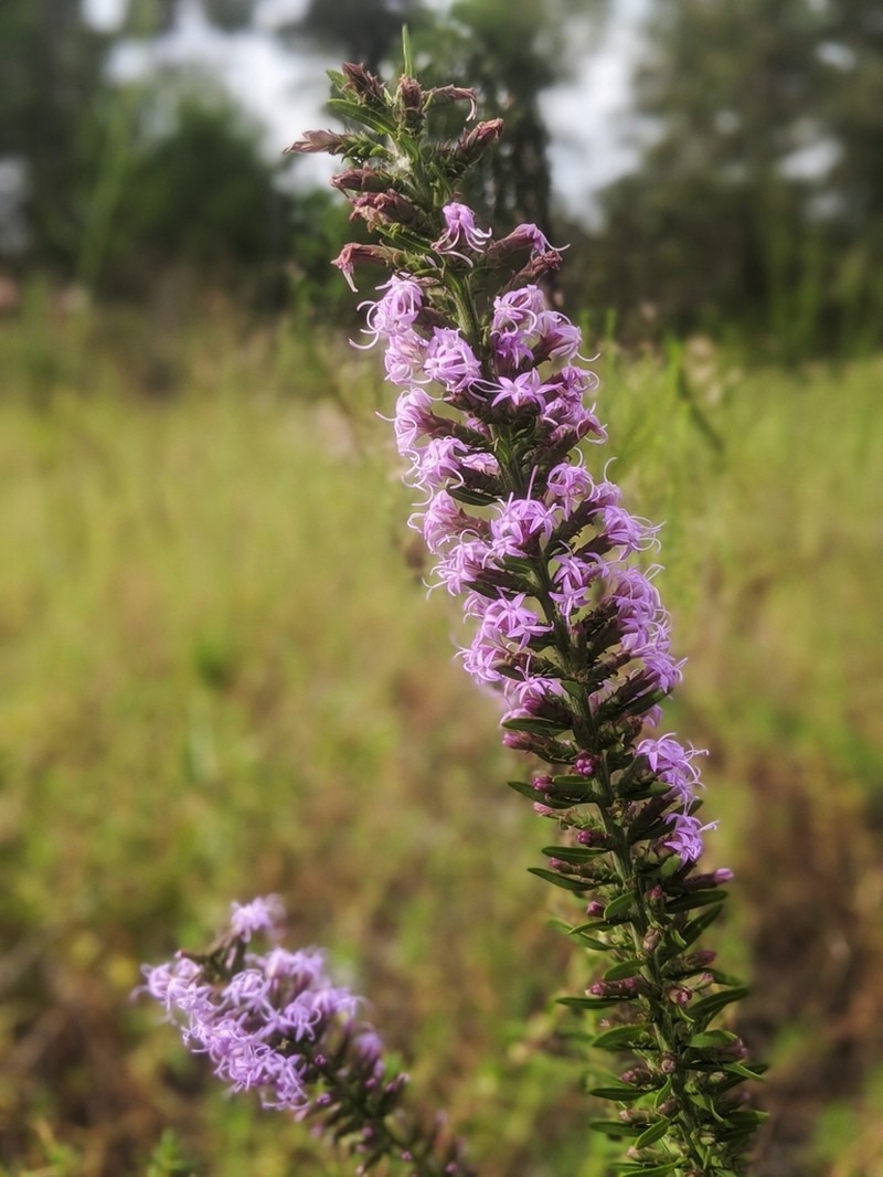 Godfrey's Blazing Star photo 6