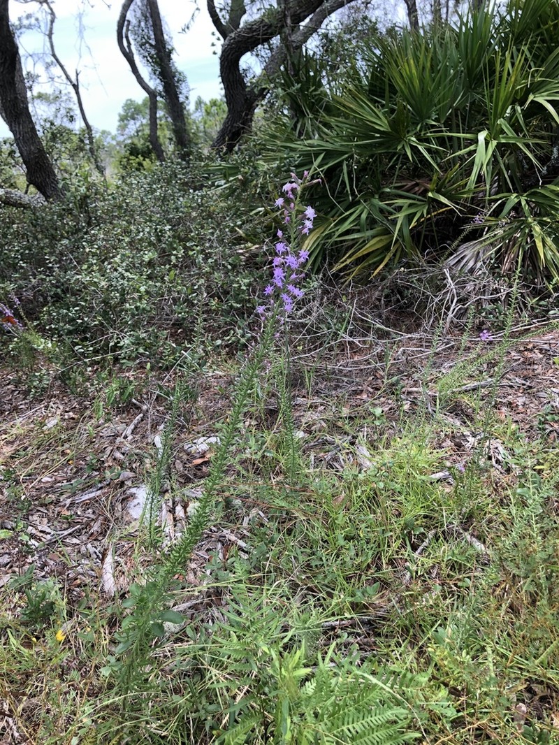 Godfrey's Blazing Star photo 7