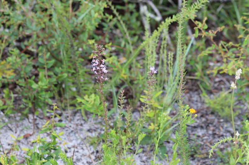Godfrey's Blazing Star photo 8