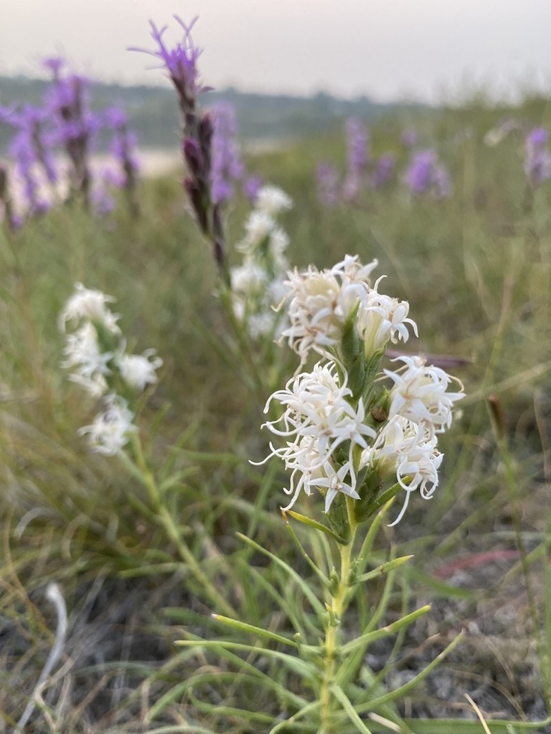 Dotted Blazing Star photo 3