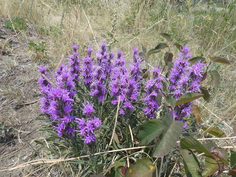 Dotted Blazing Star photo 4
