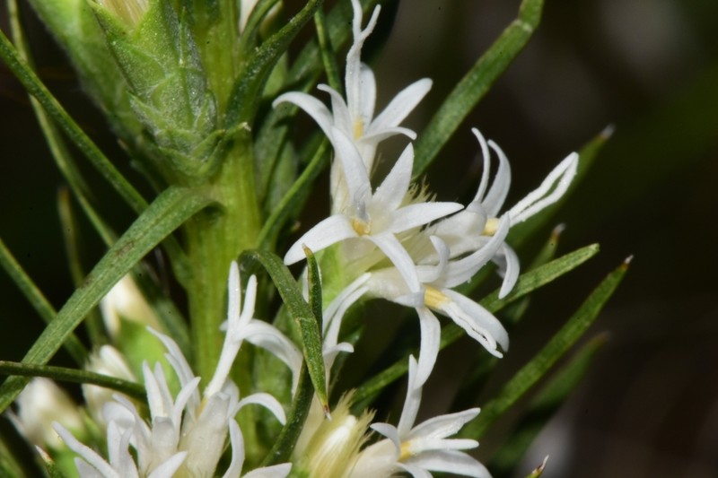 Dotted Blazing Star photo 5