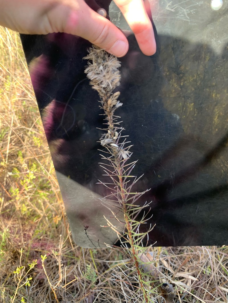 Dotted Blazing Star photo 6