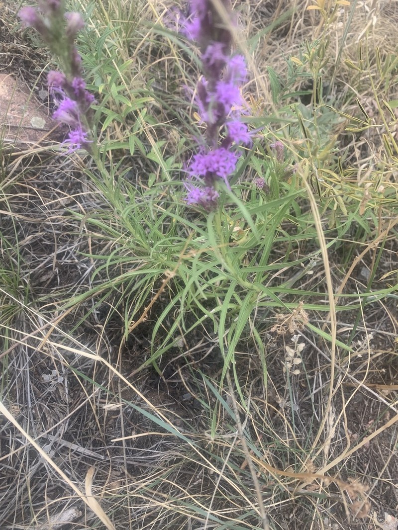 Dotted Blazing Star photo 7