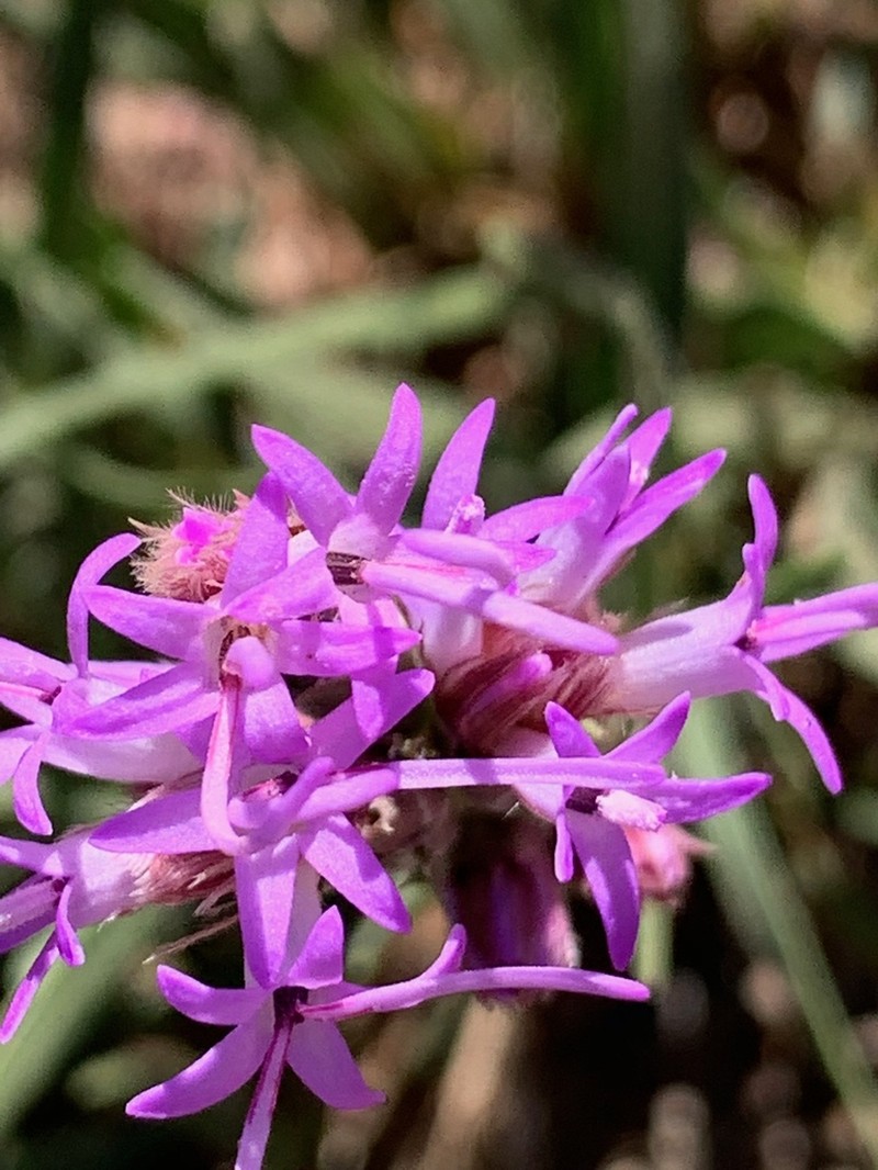 Dotted Blazing Star photo 8
