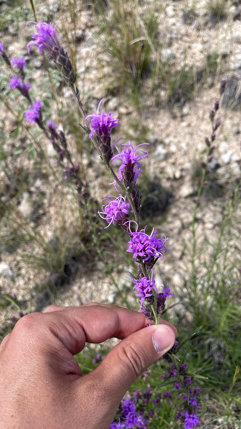 Liatris punctata var. mexicana