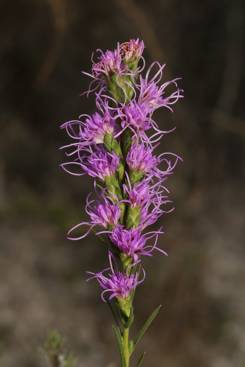 Liatris punctata var. mexicana photo 2