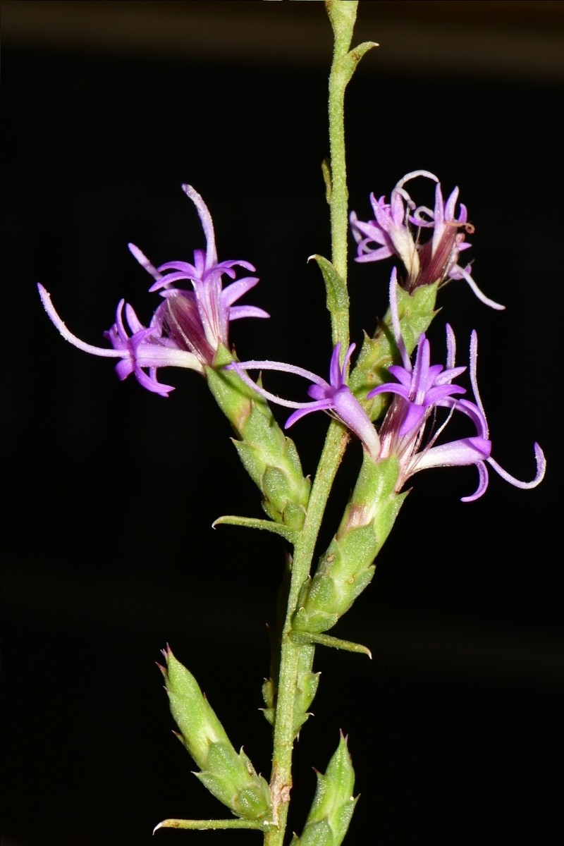 Liatris punctata var. mexicana photo 3