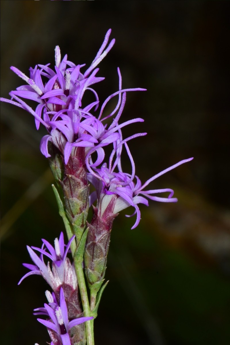 Liatris punctata var. mexicana photo 4