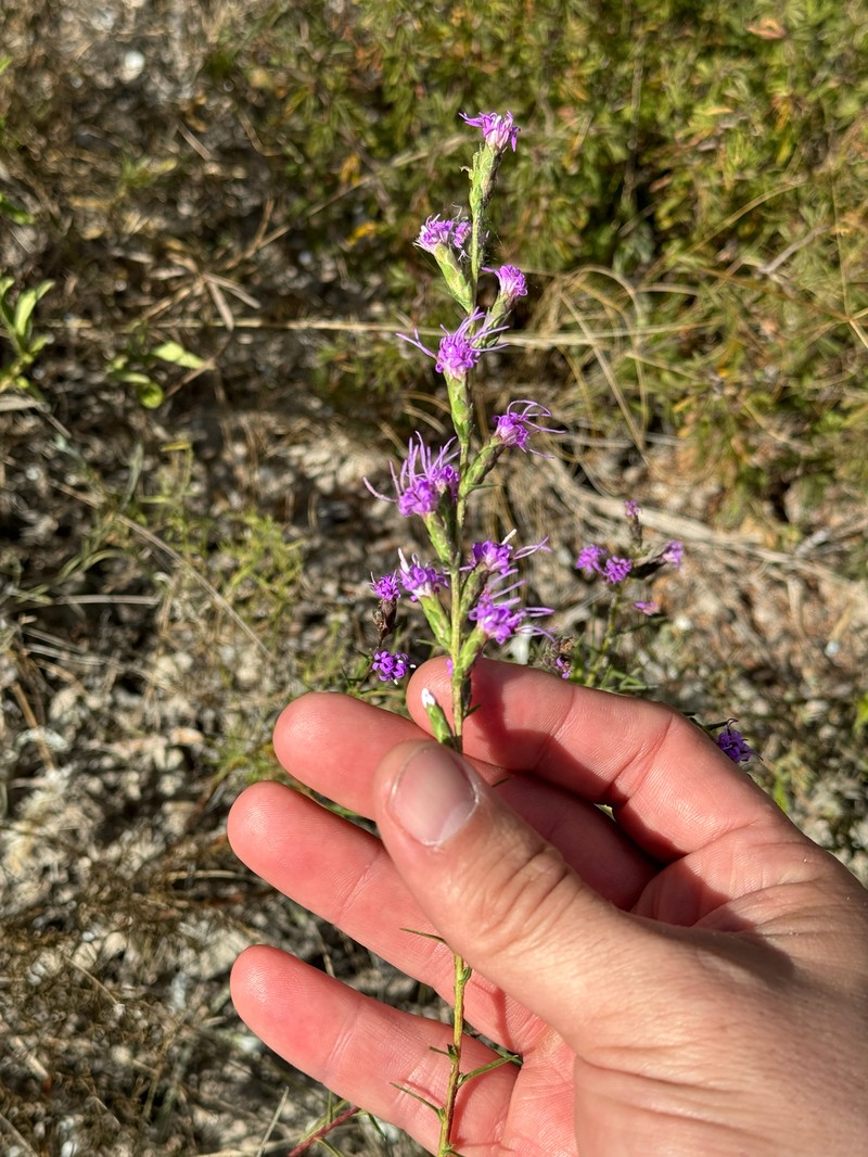 Liatris punctata var. mexicana photo 5