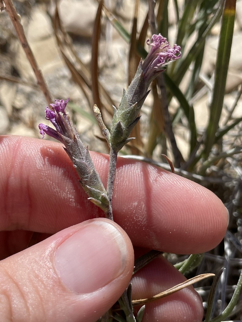 Liatris punctata var. mexicana photo 6