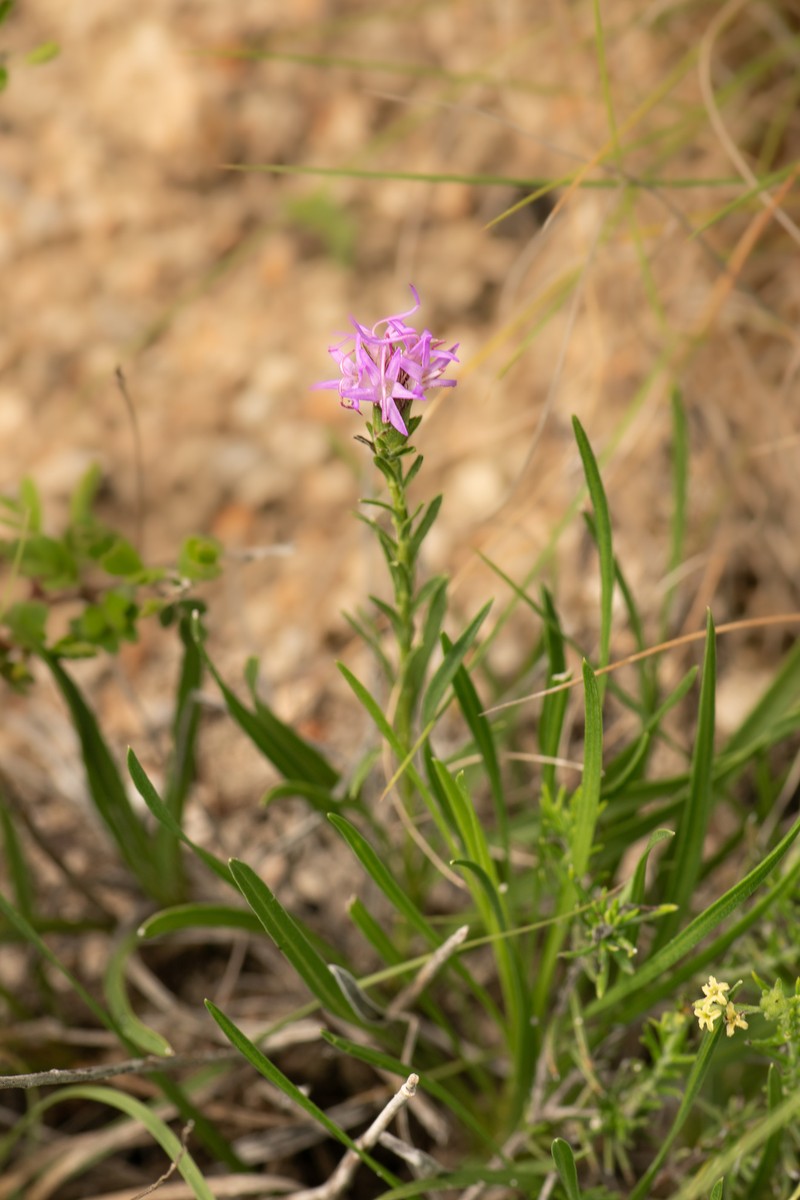 Liatris punctata var. mexicana photo 7