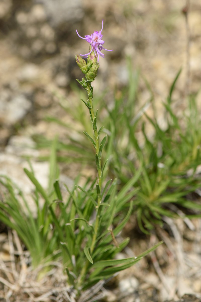 Liatris punctata var. mexicana photo 8
