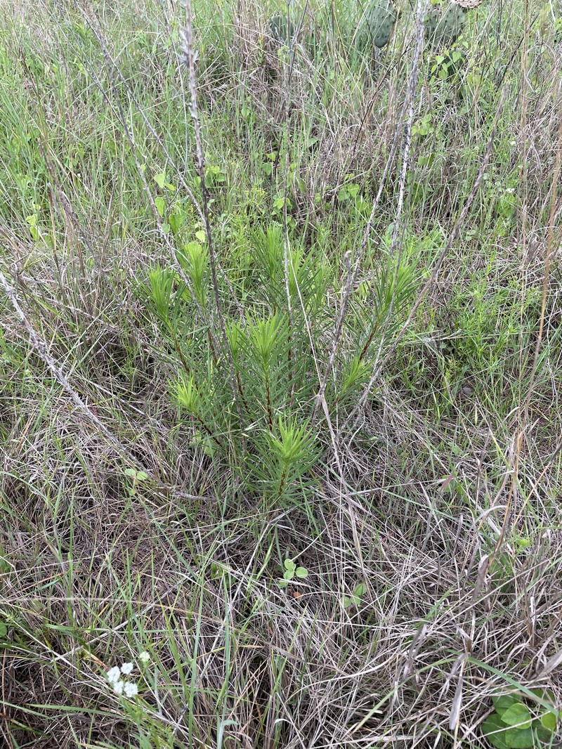 Liatris punctata var. mucronata