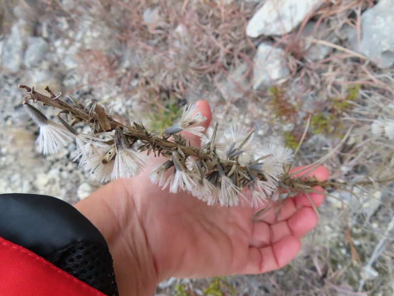 Liatris punctata var. mucronata photo 2