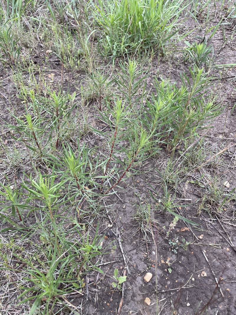 Liatris punctata var. mucronata photo 3