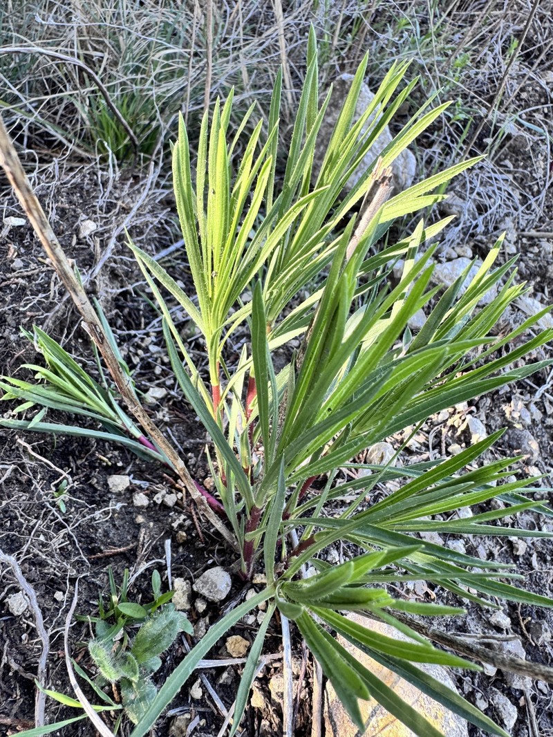 Liatris punctata var. mucronata photo 4