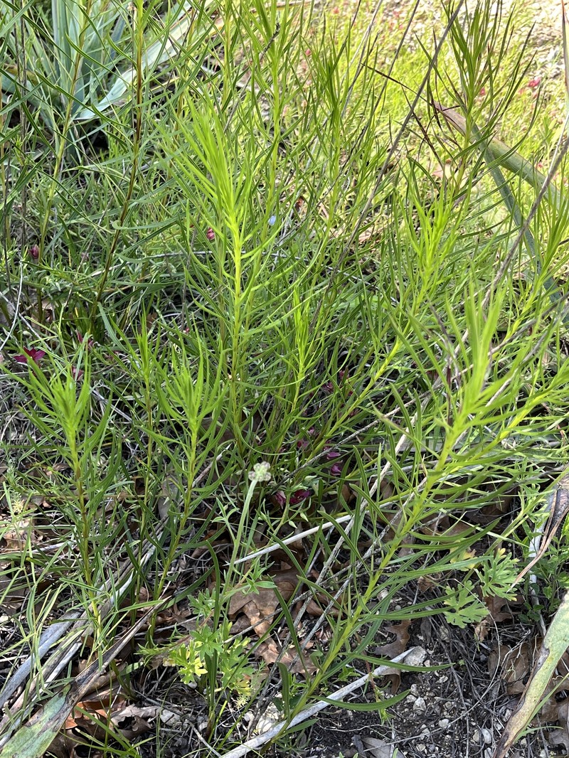 Liatris punctata var. mucronata photo 5