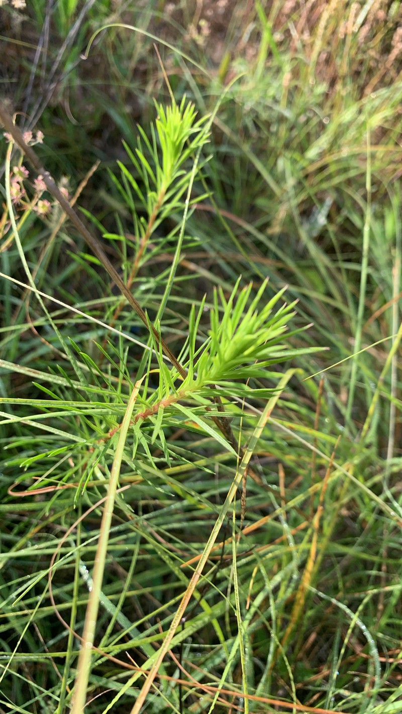 Liatris punctata var. mucronata photo 6