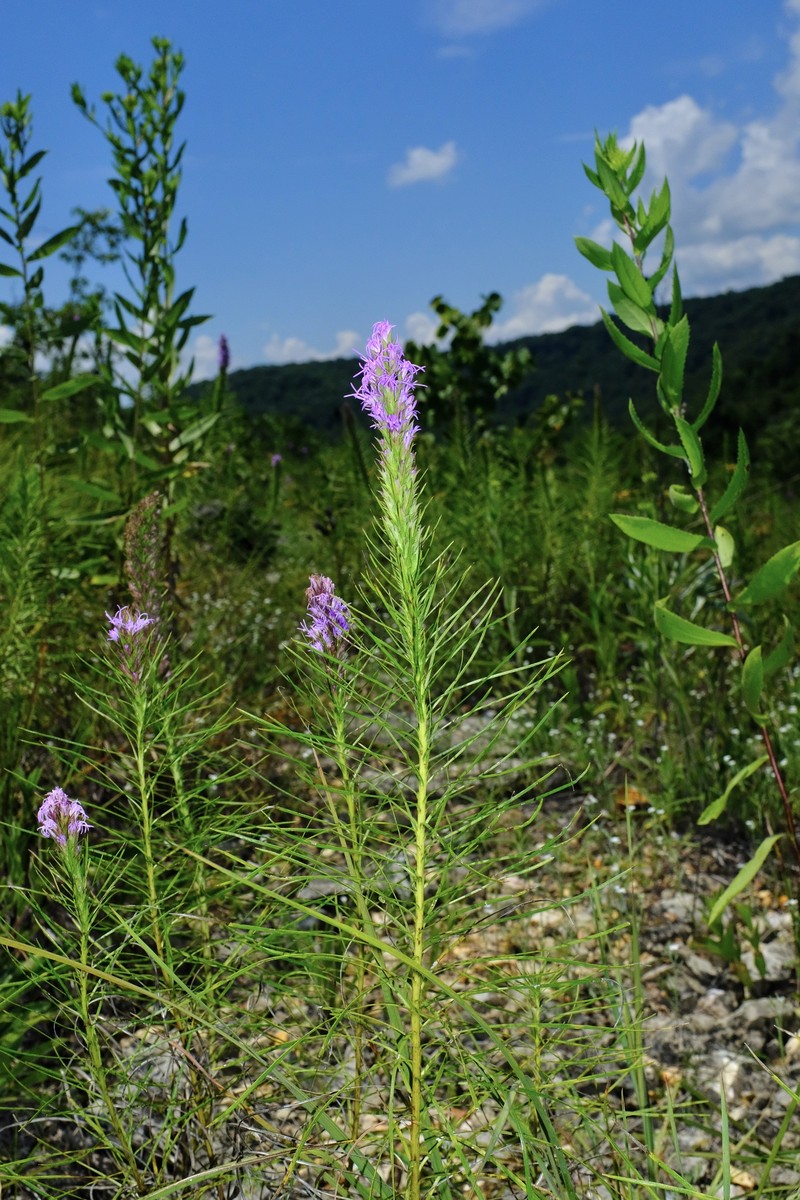 Liatris punctata var. mucronata photo 8