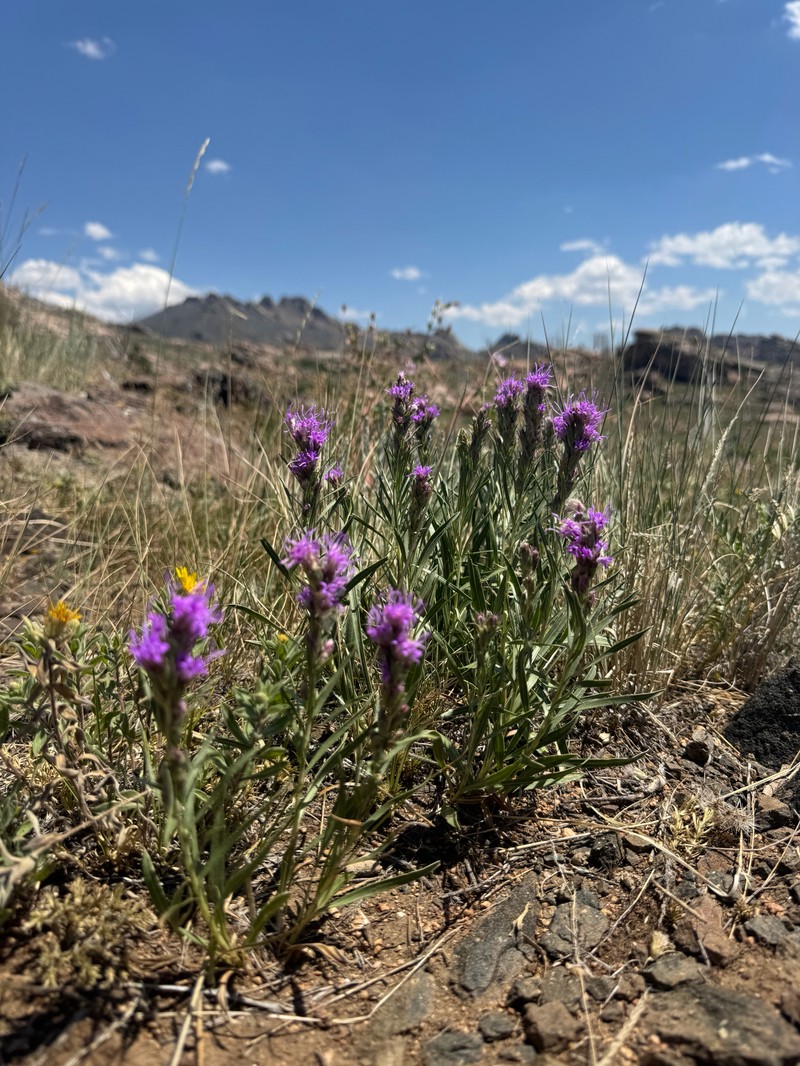 Densespike Blazing Star