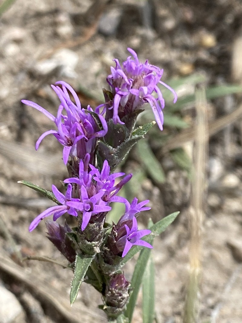Densespike Blazing Star photo 2