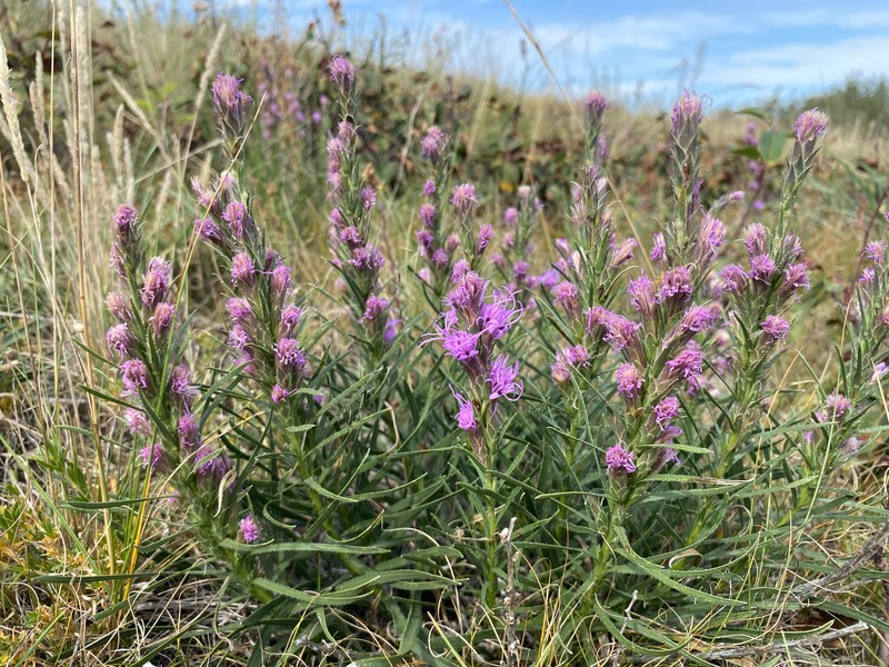 Densespike Blazing Star photo 3