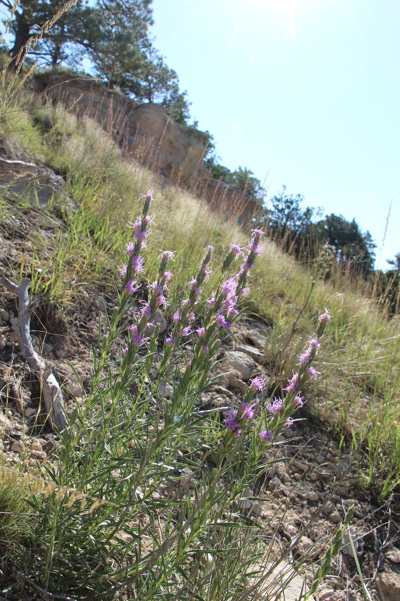 Densespike Blazing Star photo 4